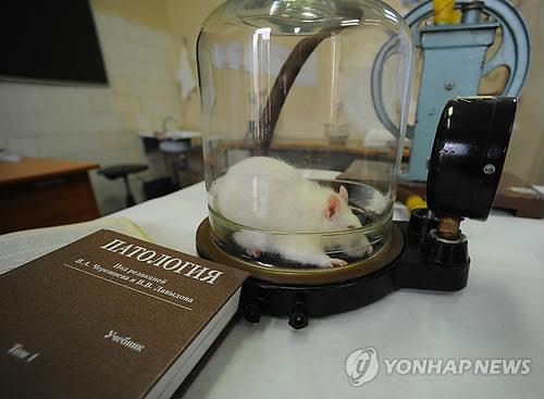 실험실의 쥐 (ITAR-TASS=연합뉴스)