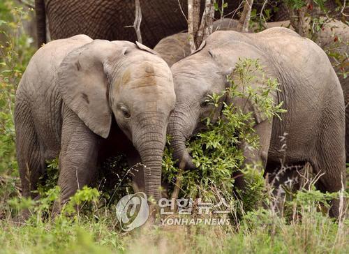 모잠비크의 새끼 코끼리 [자료사진] 