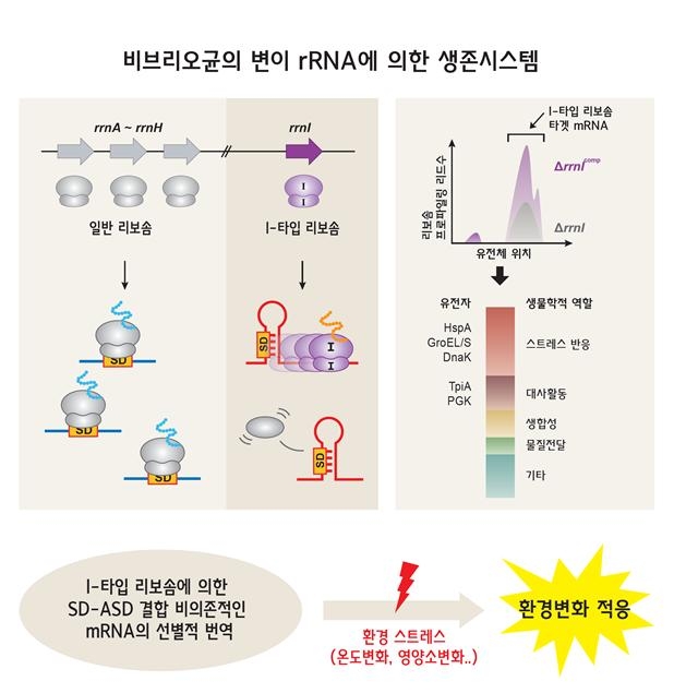 변이 rRNA에 의한 비브리오균 생존 시스템 모식도 [한국연구재단 제공=연합뉴스]