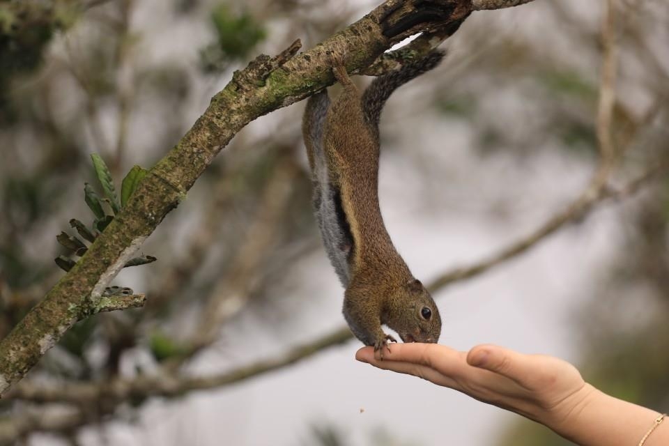 키나발루산에서 여행자에 상처입히는 다람쥐 [사진/성연재 기자]