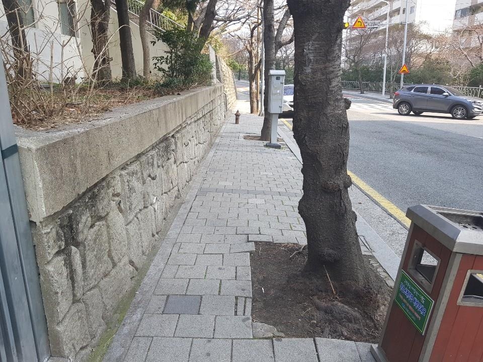 가로수 탓에 '휠체어 못 지나가요'