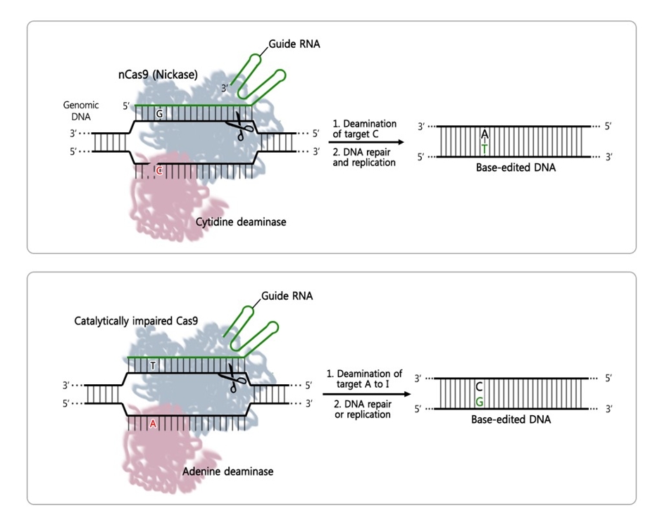 3세대 크리스퍼 유전자가위의 경우 가이드 RNA가 표적 DNA에 결합하면 절단효소 Cas9이 DNA 두 가닥 모두를 절단한다. 시토신 탈아미노효소가 융합된 시토신 염기교정 유전자가위(위)는 DNA 서열 중 시토신(C)만 찾아 티민(T)으로 교체할 수 있다.2017년 발표된 아데닌 염기교정 유전자가위(아래)는 아데닌 탈아미노효소가 융합돼 아데닌(A)만 찾아 구아닌(G)으로 교체할 수 있다. [기초과학연구원 제공=연합뉴스]