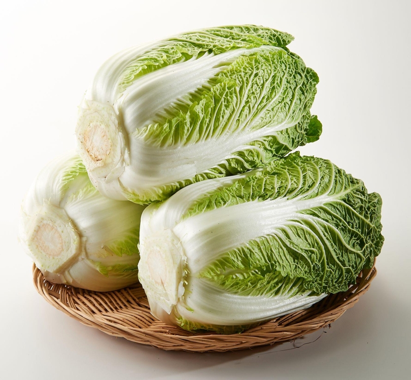 월동 배추