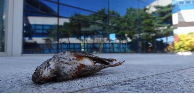 건물 유리창에 부딪혀 죽은 새