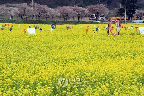 삼척 맹방 유채꽃밭