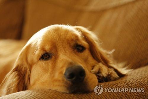 반려견