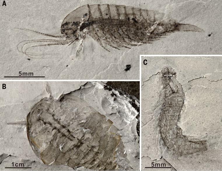 단수이강 강변서 발굴된 캄브리아기 생물 화석 