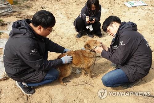 도움의 손길에도 닫힌 '마음의 문' (고성=연합뉴스) 김주환 기자 = 동물자유연대 활동가들이 6일 오전 강원 고성군 토성면 인흥3리 마을을 찾아 한 건물 옆에서 발견된 반려견을 구조하고 있다. 동물자유연대는 이날 산불 피해지역을 찾아 긴급구호 활동을 했다. 2019.4.6 jujuk@yna.co.kr(끝)