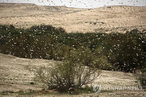 중동 지역에 출현한 이집트 땅메뚜기 떼