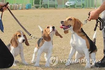 복제 검역견