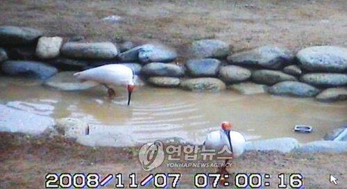 우포 따오기, 검역결과 '이상 무'