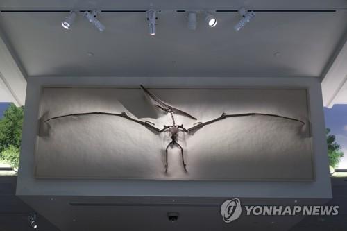 스미스소니언 자연사박물관에 전시된 익룡 화석 