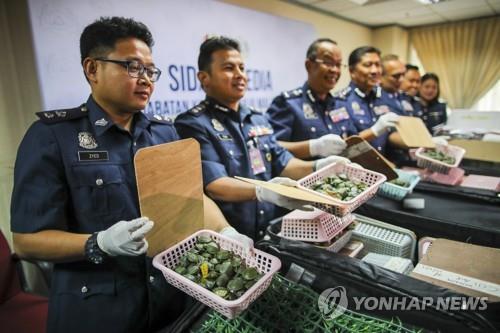 말레이 쿠알라룸푸르 공항서 밀반입하려다 적발된 새끼 거북이