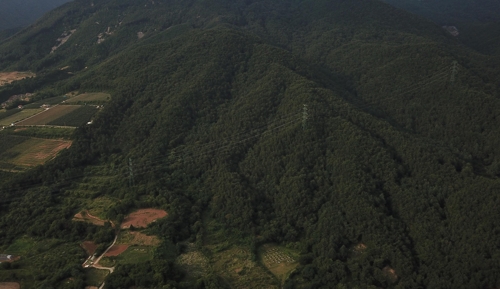 제천 박달재 인근 10ha 시유림에 자작나무 숲 조성