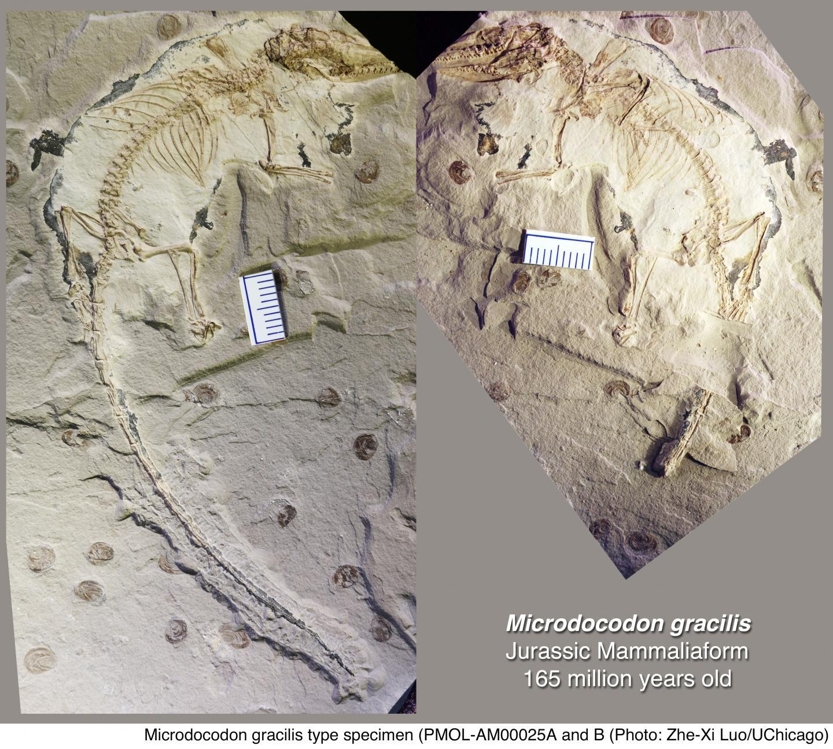 1억6천500만년 전 미크로도코돈 화석 