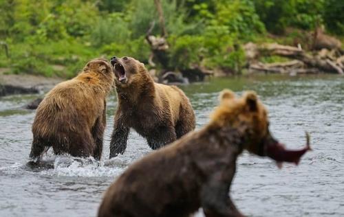 러시아 극동 캄차카 반도의 야생곰 ['크로노츠키 자연공원' 사이트 자료사진] 