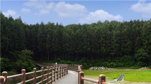 1천150㏊ 면적에 펼쳐진 축령산 편백숲