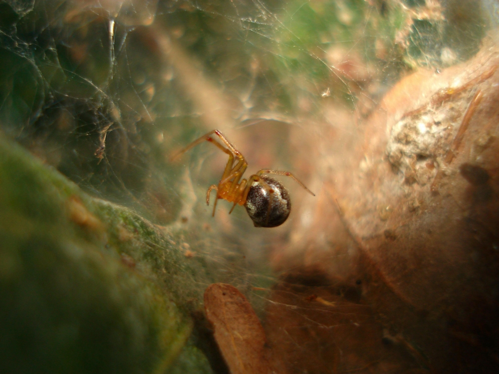 A.스투디오수스 거미 