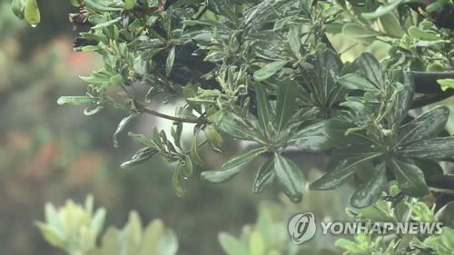 비 맞는 나뭇잎
