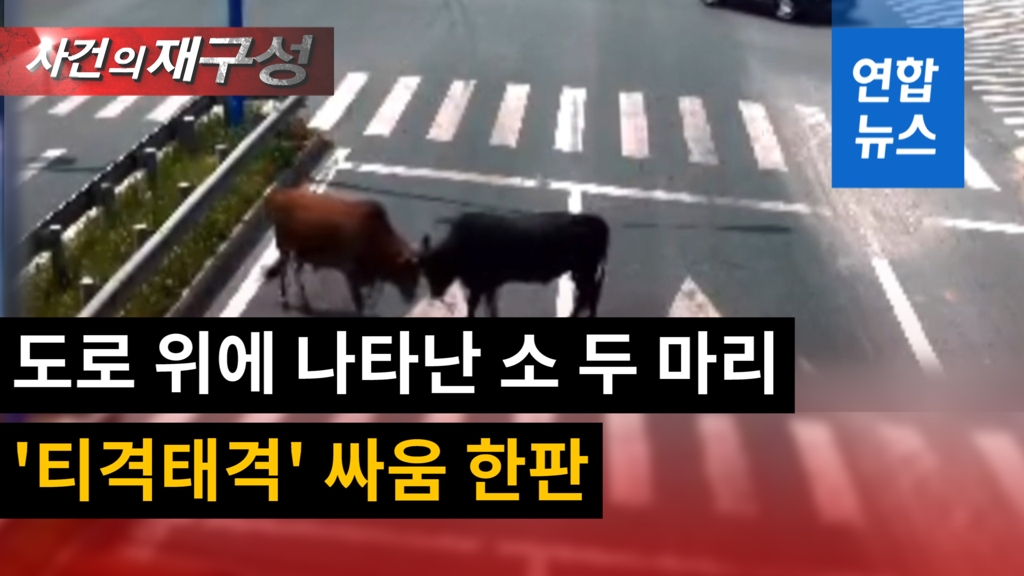 [영상] 도로 교차로 출현한 소 두마리…머리 들이박고 '결투' - 2
