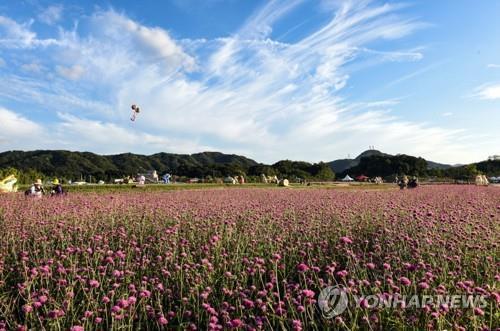 양주 나리공원 천일홍