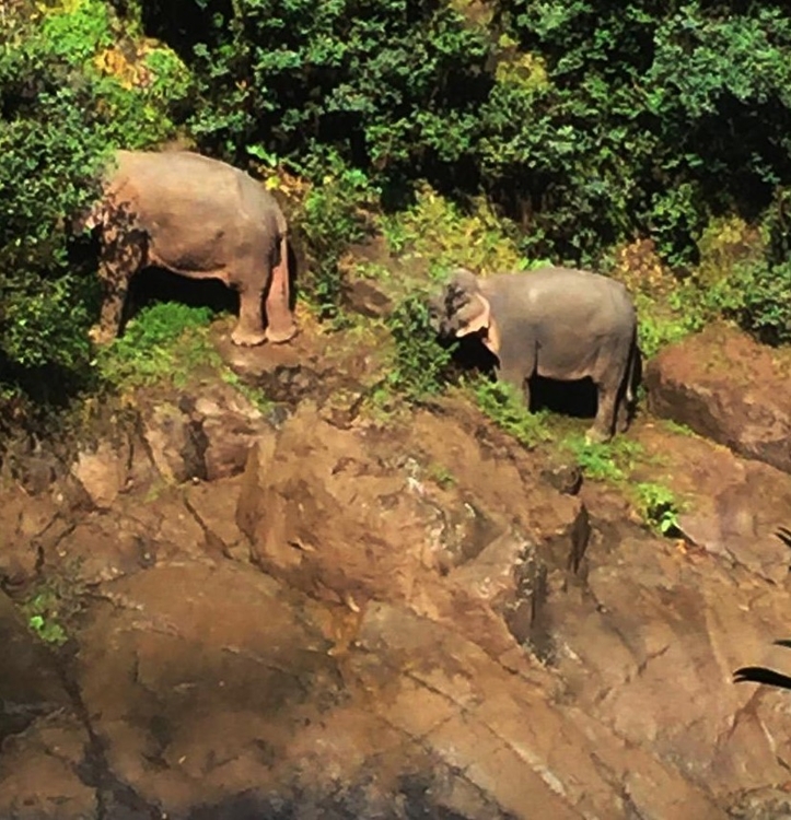 2019년 10월 5일 오전 태국 중부 카오야이 국립공원 내 해우 나록 폭포 중간 부근의 절벽에 코끼리 두 마리가 고립돼 있다. [태국 국립공원·야생동식물보호부(DNP) 홈페이지 캡처=연합뉴스]