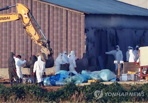 살처분되는 돼지열병 확진 농장 돼지들