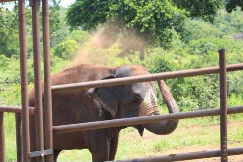 브라질의 보호시설에서 생활하는 코끼리 '하나'