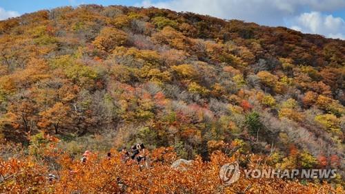 설악산 올가을 단풍 절정