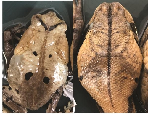 독사로 위장한 콩코 큰두꺼비(Sclerophrys channingi)와 가분살무사 머리 비교