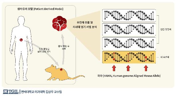 사람 유전자 서열 차이로 검출되는 쥐 유전체 변이를 '하마'(HAMA)라고 한다. [과학기술정보통신부 제공]