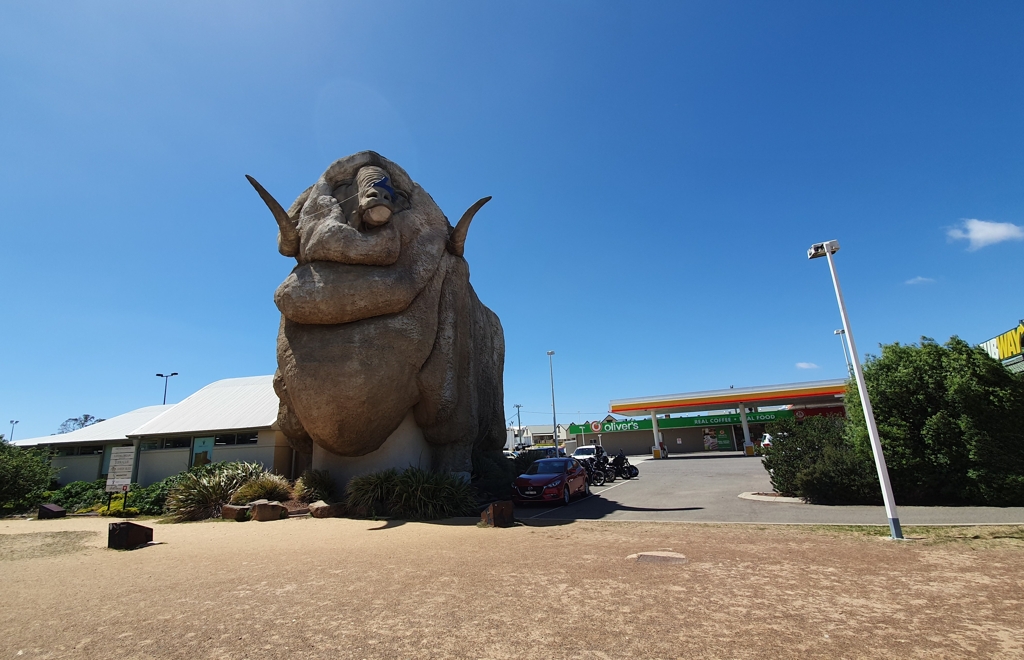 호주 NSW주 골번 지역 진입로에 세워진 거대한 메리노 양(羊) 석상