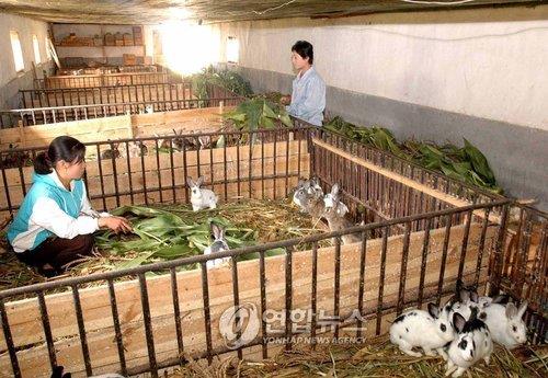 북한의 토끼 농장