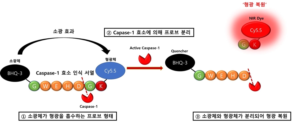 캐스페이즈-1 효소 표적 형광체의 모식도 [한국과학기술연구원 제공]