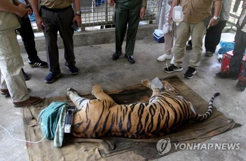 수마트라섬에서 구조된 호랑이. 이번 사건과는 관련 없음