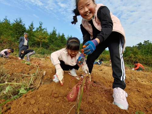 부여 합송초 지난해 10월 학교텃밭에서 고구마 수확