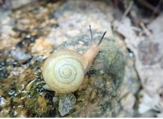 신규 서식지에서 발견된 참달팽이