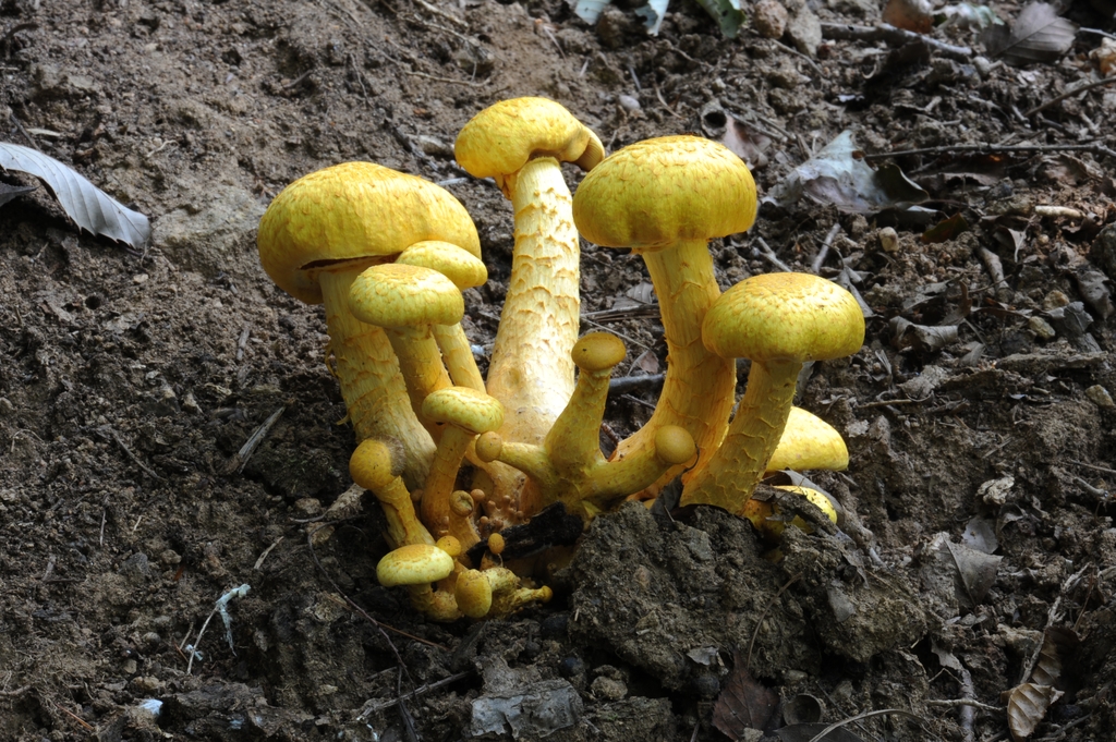 갈황색 미치광이 버섯