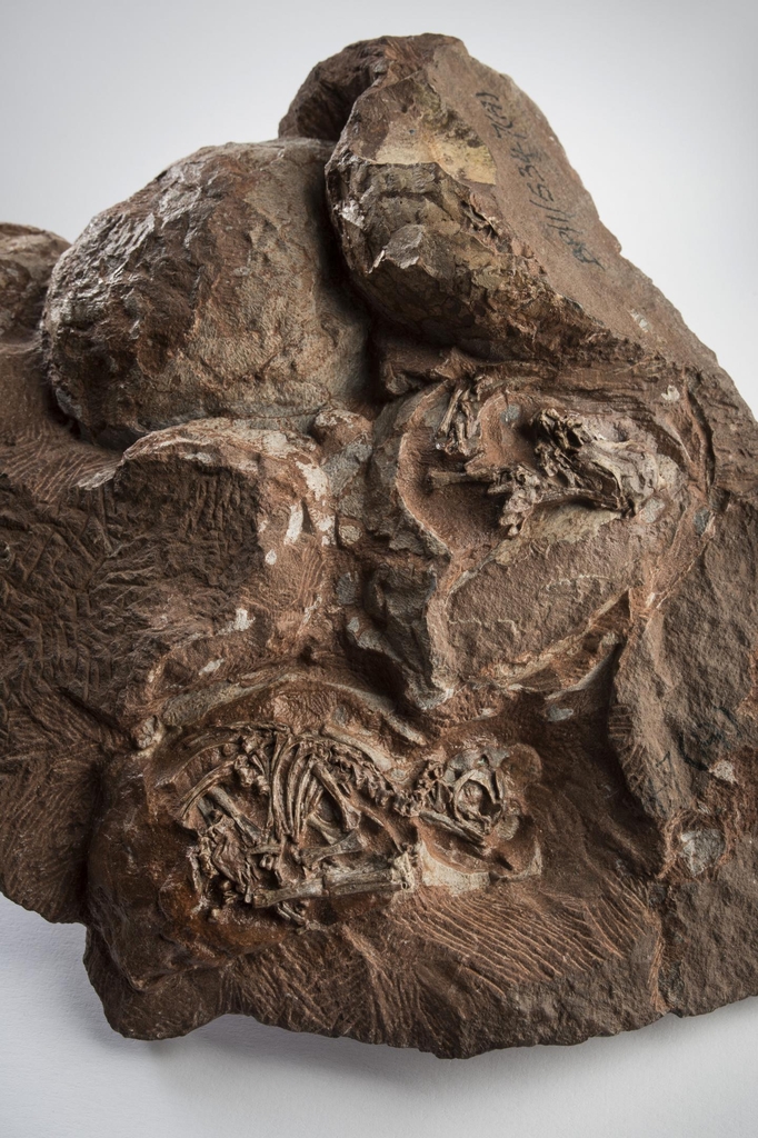 1976년 골든게이트 국립공원에서 발굴된 공룡 알 둥지 화석 속 배아 