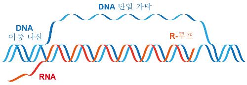 R-루프 구조