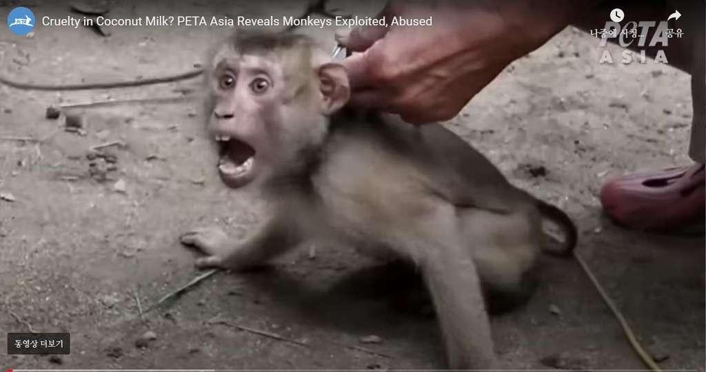 "태국서 코코넛 채취에 동원되면서 학대받는 원숭이들'