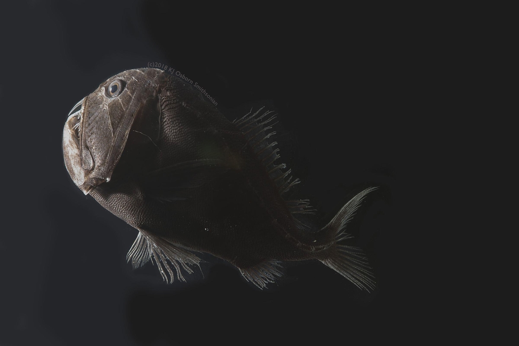 심해이빨흑고기'(Anoplogaster cornuta)