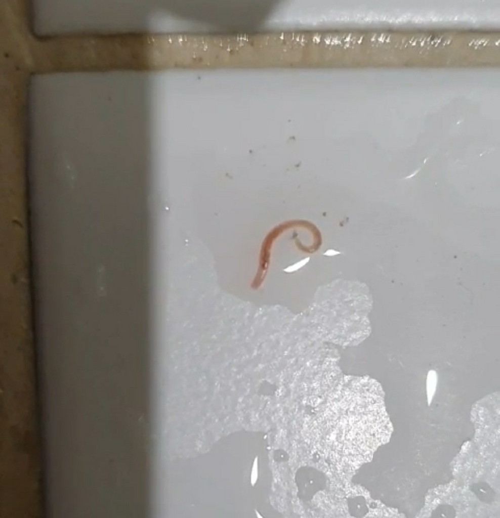 서울 중구 아파트 욕실에서 발견된 유충