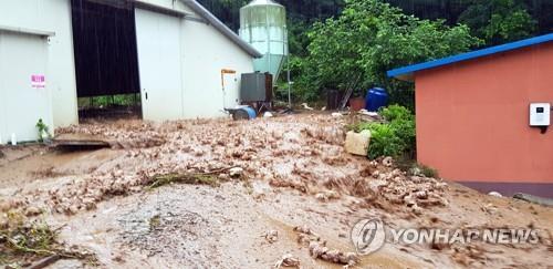 최근 폭우에 따른 산사태로 닭 수백마리가 폐사한 양계장