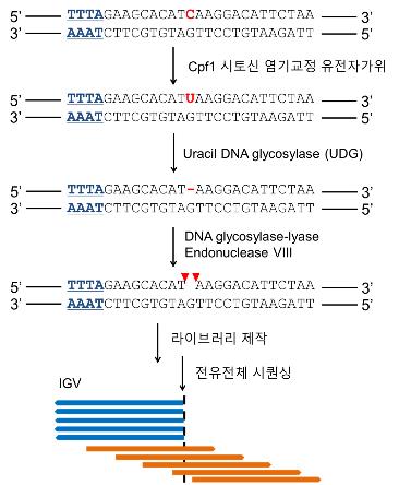 시토신 염기교정 유전자 가위에 적용한 절단 유전체 분석 기법