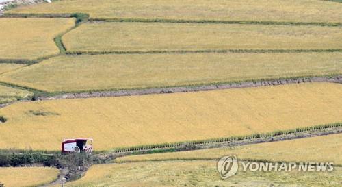 곡식 익어가는 가을