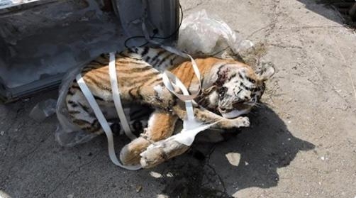 냉동차에서 발견된 아무르 호랑이의 모습.