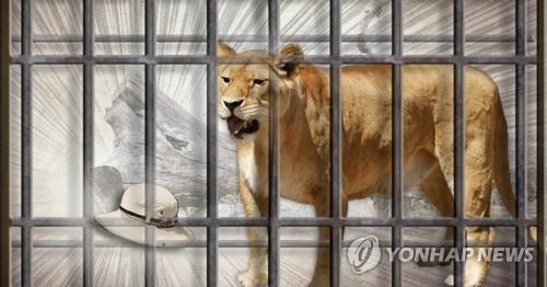 동물원 암컷 사자(PG)