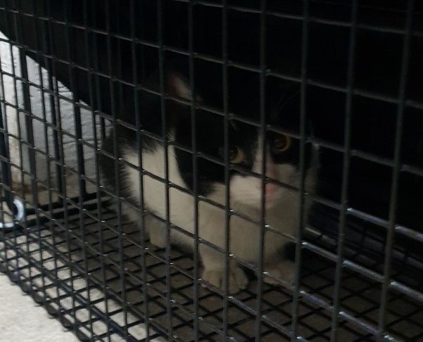 창원 동읍에 설치한 포획 틀에 잡힌 길고양이