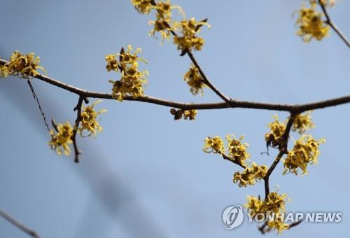 만개한 풍년화
